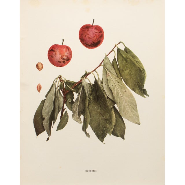 A magnificent original antique photogravure (print) of Burbank Plums by Ulysses Prentiss Hedrick (1870-1951). Superb...