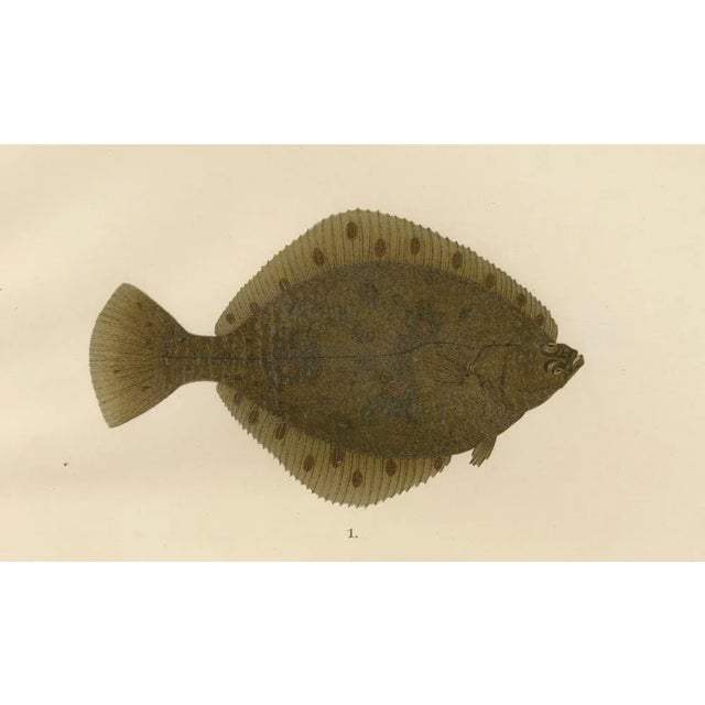 Wilhelm von Wright, Flounder and Plaice, Lithograph, 1895 For Sale - Image 4 of 10
