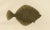 Wilhelm von Wright, Flounder and Plaice, Lithograph, 1895 For Sale - Image 4 of 10