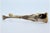 Silver Claw-Shaped Ice Tongs For Sale - Image 5 of 9