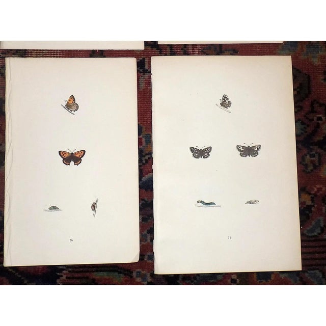 Mid 19th Century Antique 19th Century Hand Colored Butterfly Lithographs - Set of 6 For Sale - Image 5 of 7