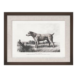 Cassell Dogs; Irish Terrier, Framed Artwork For Sale