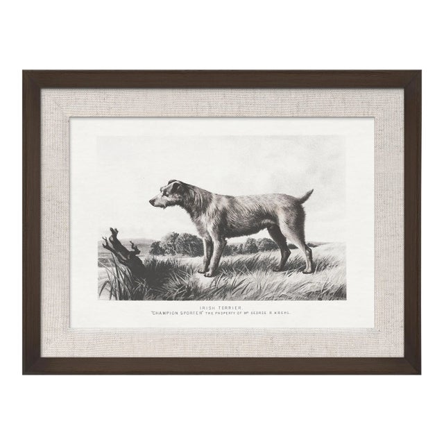 Cassell Dogs; Irish Terrier, Framed Artwork For Sale