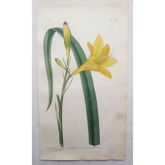After Sowerby, Botanical Plates, 1793, Engravings, Set of 12 For Sale - Image 7 of 14
