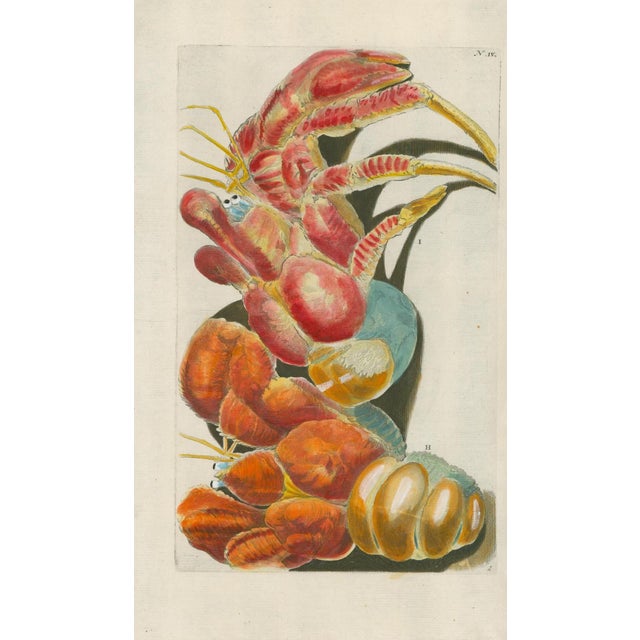 Original 18th-century natural-history copper engraving from Georg Wolfgang Knorr’s Deliciae Naturae Selectae, published in...