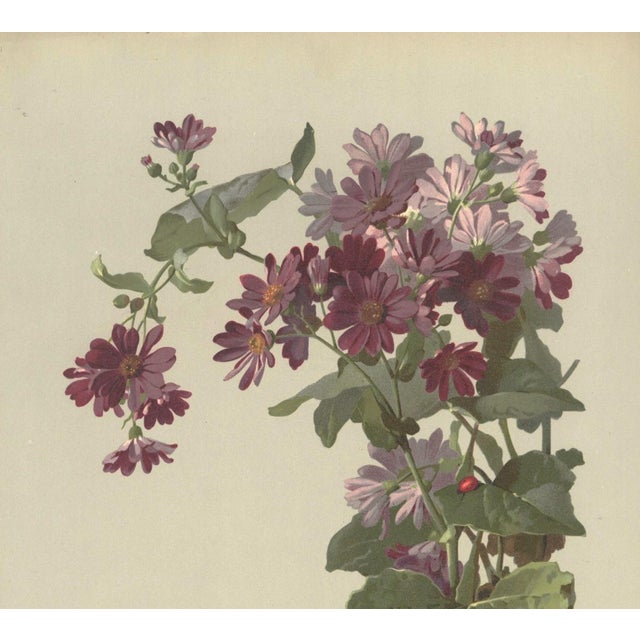 RARE beauty! Hard to find! This is an original antique French botanical chromolithograph that dates to the 1880s. It has a...