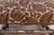 French Two Pairs of 20th Century French Arm Chairs For Sale - Image 3 of 11