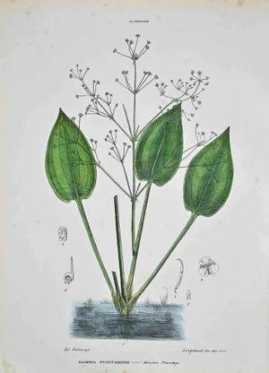 Vincenzo Tenore, The Alismaceae, Lithograph, 1870s
