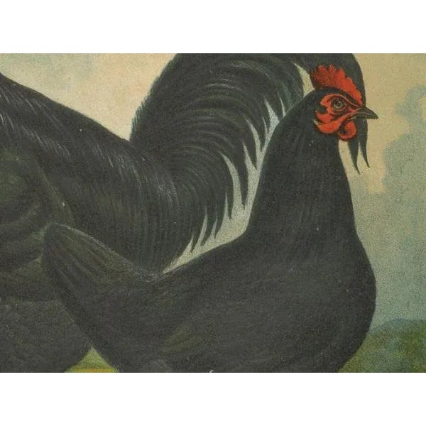Volschau, Langshan Poultry, 1888, Lithograph For Sale - Image 4 of 10