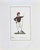 China ink and watercolor on paper applied on cardboard, realized by Barla in 1840. Not signed, in very good condition. An...