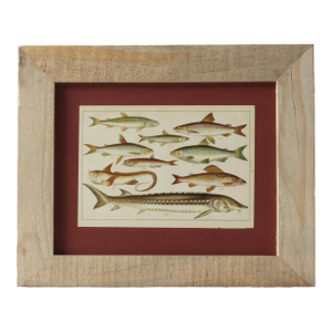 19th Century Framed Antique Fish Chromolithograph – Rare Original Marine Print