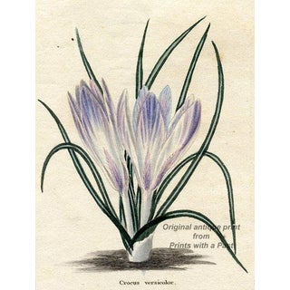 Party-Coloured Crocus, 1828 Botanical Engraving For Sale