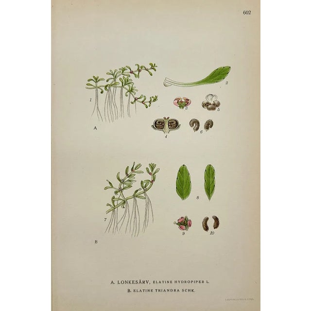 Carl Lindman Botanical Prints – Water Plants, Saxifrage & Alpine (1922), Set of 8 For Sale - Image 4 of 9