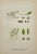 Carl Lindman Botanical Prints – Water Plants, Saxifrage & Alpine (1922), Set of 8 For Sale - Image 4 of 9