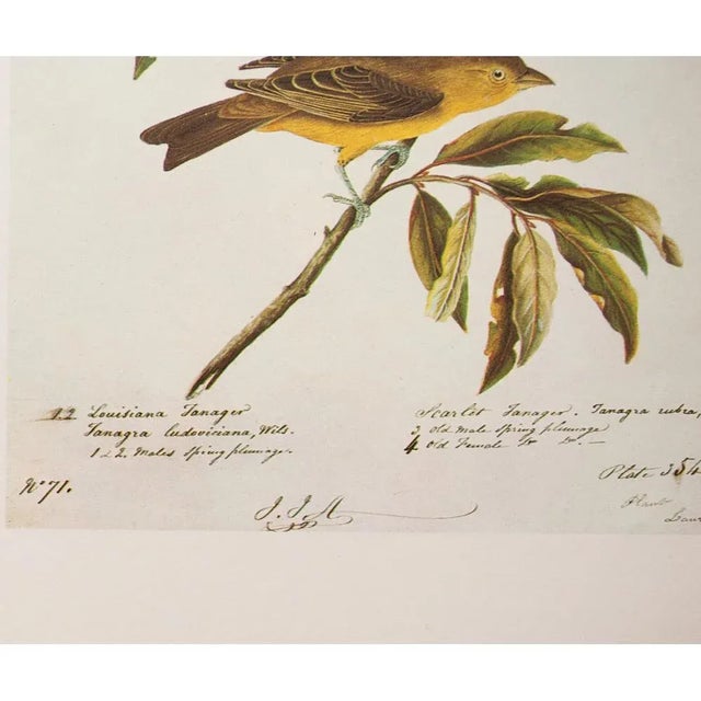 Louisiana and Scarlet Tanagers After Audubon, 1966 American Classical or Chinoiserie Print For Sale - Image 9 of 11
