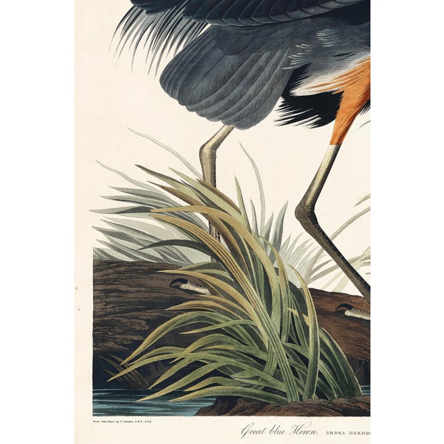 John James Audubon Great Blue Heron by John James Audubon, Vintage Art Print Reproduction, 24" × 36" For Sale - Image 4 of 6