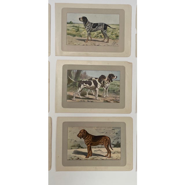 French 1907 French Photogravure Prints - Collection of Nine Various Dog Breeds #1 For Sale - Image 3 of 5
