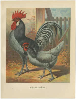 The Andalusian Chicken, 1888, Print