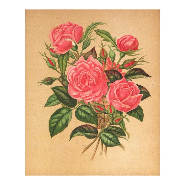 1869 French Antique Botanical Chromolithograph-Pink Roses, Matted, Documentation For Sale