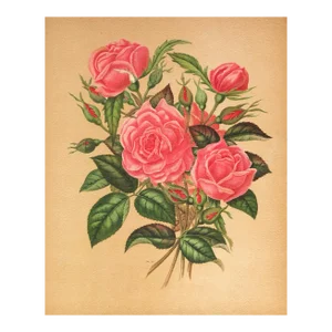 1869 French Antique Botanical Chromolithograph-Pink Roses, Matted, Documentation
