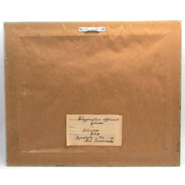 1939 Pressed Framed Swedish Herbaria With Nomenclature Label For Sale - Image 4 of 6
