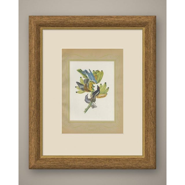 Tanagers print after Descourtilz, Estampa 30 in the 1944 Ornitologia Brasileira, a limited Brazilian edition of Jean-...