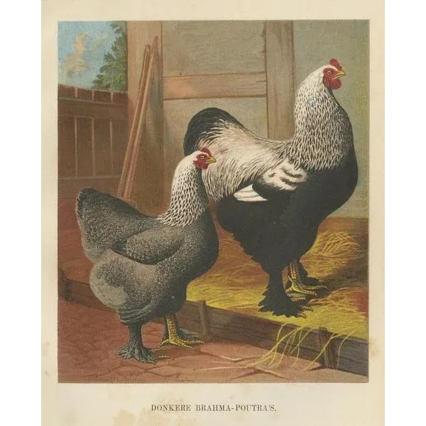 Late 19th Century The Majestic Dark Brahma, 1888, Lithograph For Sale - Image 5 of 10