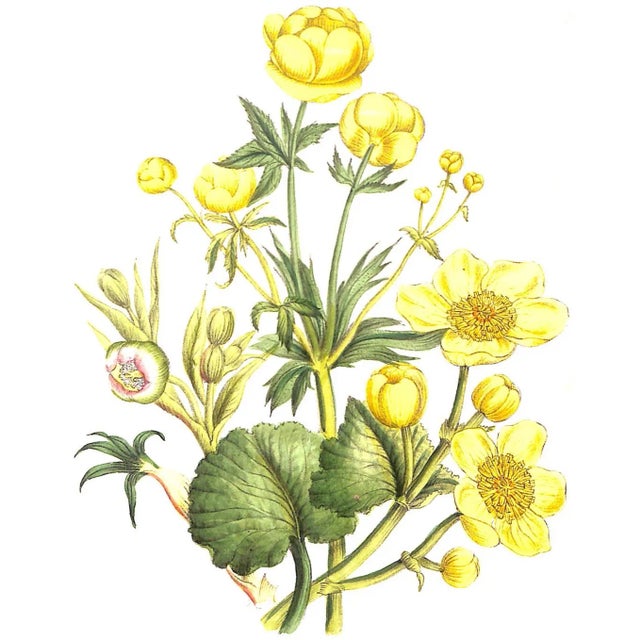 "British Wild Flowers" 1846 Mrs. Loudon For Sale - Image 12 of 12