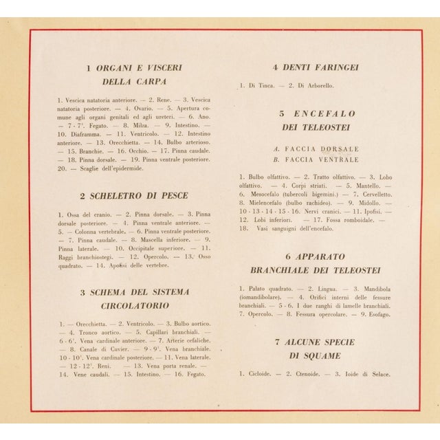 Educational poster g.b. Paravia & c. Torino, animal anatomy table iv: fish, 1959 by prof. G. Della beffa, drawings by u....