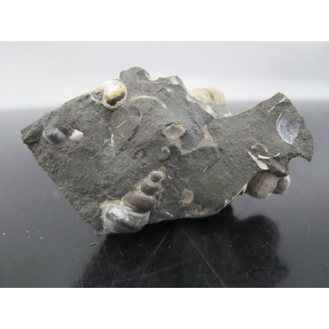 Genuine Fossil Shell Ammonite South Dakota Fox Hills Formation Scaphite For Sale - Image 4 of 6