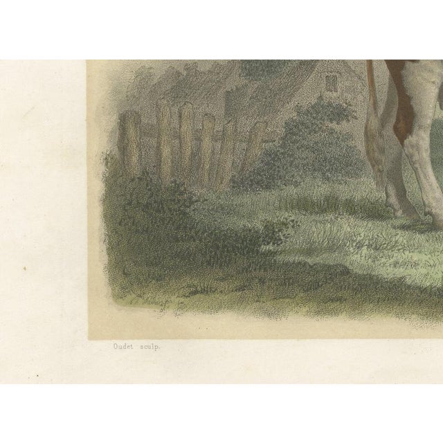 Oudet After Melin, Norman Cow, 1873, Paper For Sale - Image 6 of 12