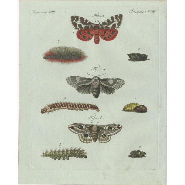 Bertuch, Three Moths and Metamorphosis, 1800, Engraving For Sale - Image 11 of 11