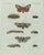 Bertuch, Three Moths and Metamorphosis, 1800, Engraving For Sale - Image 11 of 11