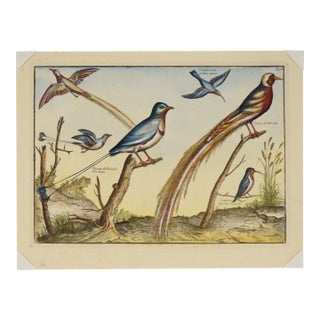 "Collection of the Most Rare Birds" - Hand Watercolor Engraving by Nicolas Robert For Sale