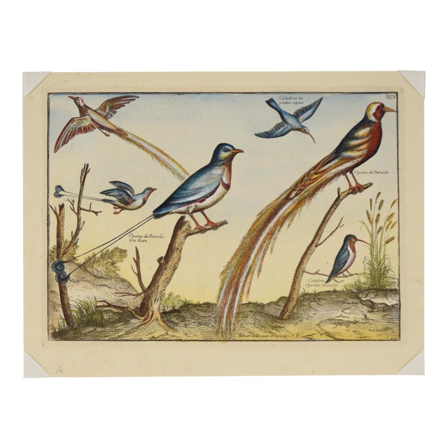 "Collection of the Most Rare Birds" - Hand Watercolor Engraving by Nicolas Robert For Sale