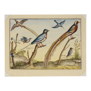 "Collection of the Most Rare Birds" - Hand Watercolor Engraving by Nicolas Robert