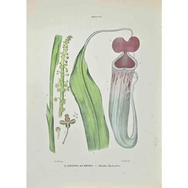 Lithograph hand watercolored. Belongs to the Series "Atlante di Botanica popolare ossia Illustrazione di Piante Notevoli...