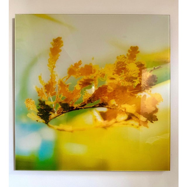 Contemporary MK Semos, Abstract Image, Film Photograph, 2025 For Sale - Image 3 of 12