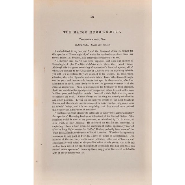 Audubon Mango Hummingbirds: An Original 19th C. Audubon Hand-Colored Bird Lithograph, 1870 For Sale In San Francisco - Image 6 of 6