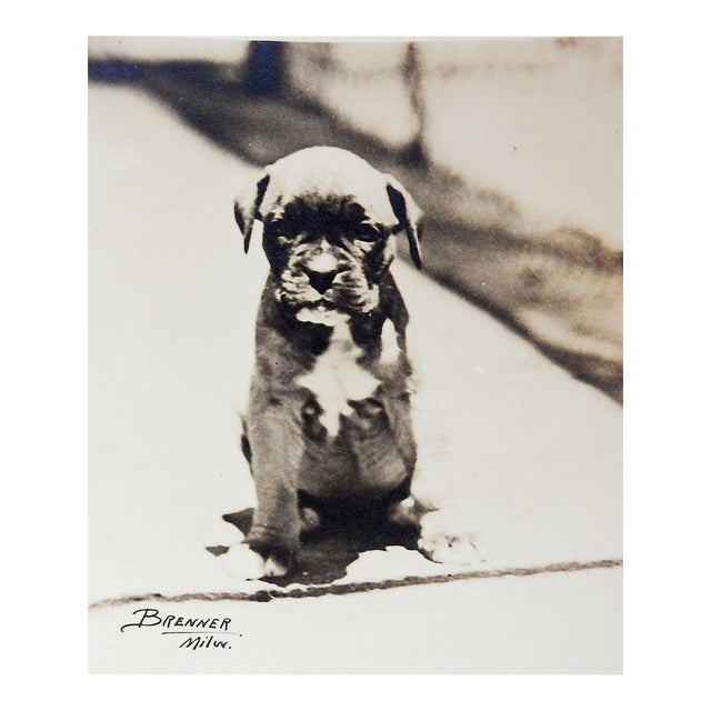 Vintage 1920's Puppy Dog Photograph Brenner Milwaukee For Sale