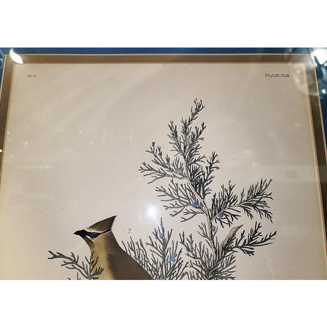 Wood Late 19th Century John J. Aububon Bird Reproduction Print For Sale - Image 7 of 8
