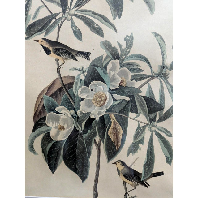 Mid 20th Century Framed John James Audubon "Bachmans Warbler" No 37 Print For Sale In Los Angeles - Image 6 of 7