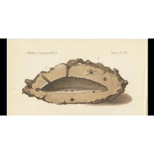 Termite Queen Cells Termes Gibus, Sumatra, 1887, Lithographs, Set of 2 For Sale - Image 3 of 10