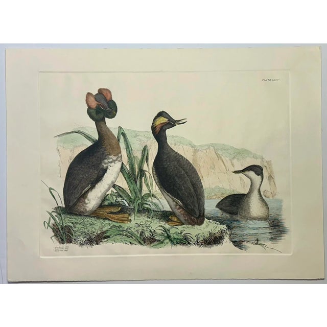 Horned & Eared Grebe Birds, After John Selby Print For Sale - Image 4 of 4