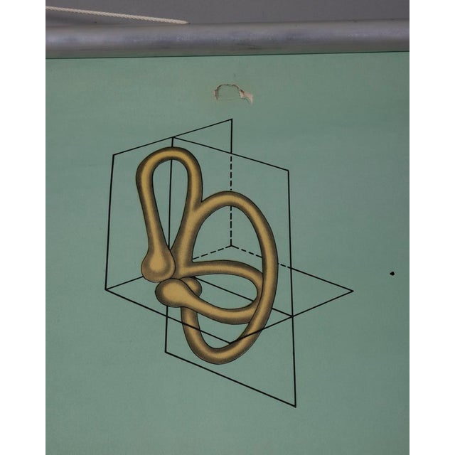 1970s Vintage School Poster Hearing and Balance from Lehrmittelverlag Wilhelm Hagemann, 1970s For Sale - Image 5 of 10