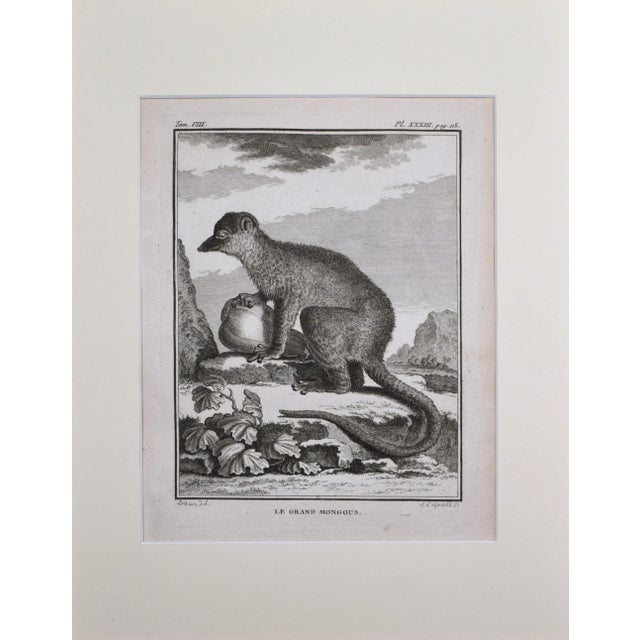 18th Century antique engraving of a Mongoose. Presented in cream colored matting and a bronze-gold wood frame. Copper...