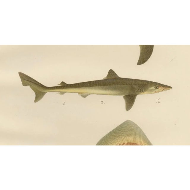 Late 19th Century W. v. Wright and C. Erdmann, Sharks and Skate from Pisces Scandinaviae Collection, 1895, Print For Sale - Image 5 of 11