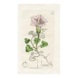 1840s, Morning Glory Botanical Print by James Sowerby, Original Antique Botanical Print, Engraving, Hand Colored, England For Sale