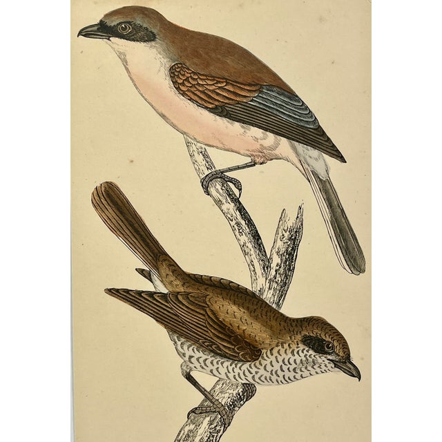 Antique Hand Tinted Bird Print From England Featuring a Pair of Red-Backed Shrikes - Circa 1880 For Sale - Image 10 of 12