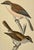 Antique Hand Tinted Bird Print From England Featuring a Pair of Red-Backed Shrikes - Circa 1880 For Sale - Image 10 of 12